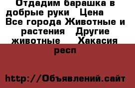 Отдадим барашка в добрые руки › Цена ­ 1 - Все города Животные и растения » Другие животные   . Хакасия респ.